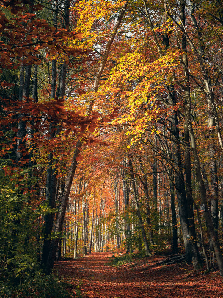 Kolekcja jesienna - Ślężański Park Krajobrazowy